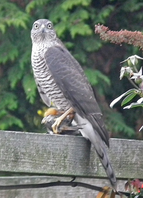 Sparrowhawk