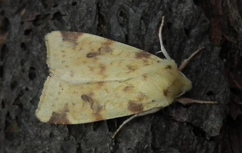 The Sallow