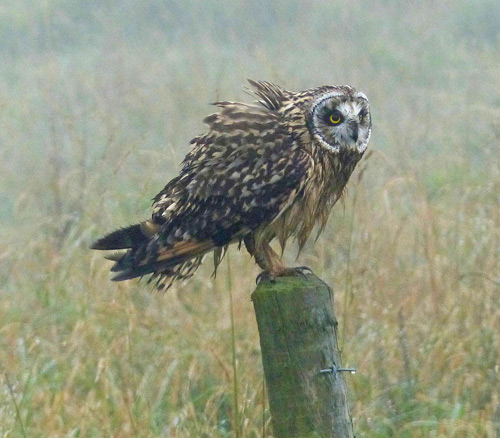 Short-eared Owl