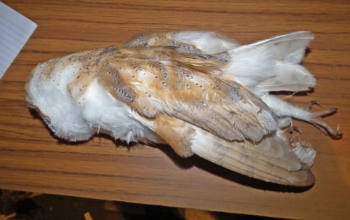 Dead barn Owl
