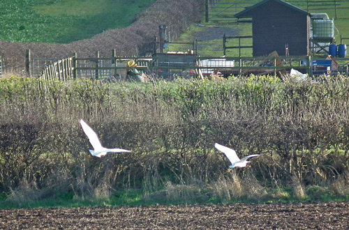 Little Egrets