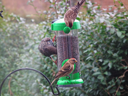 Redpolls