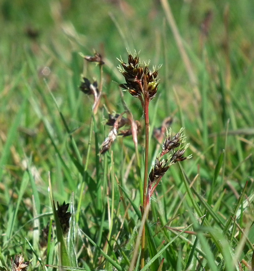 Luzula campestris (Field Woodrush)
