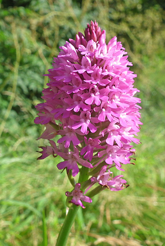 Pyramidal Orchid
