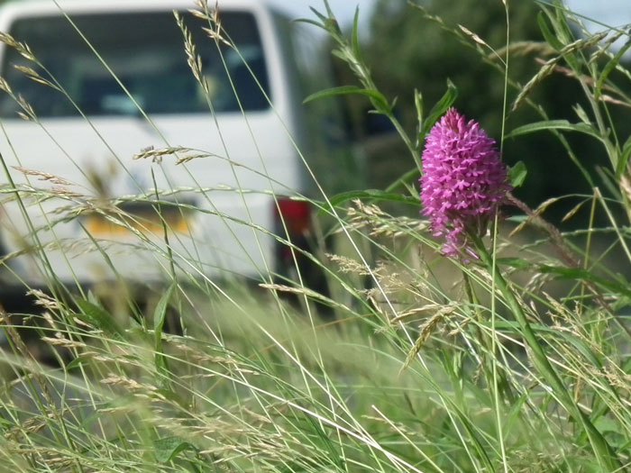 Pyramidal Orchid