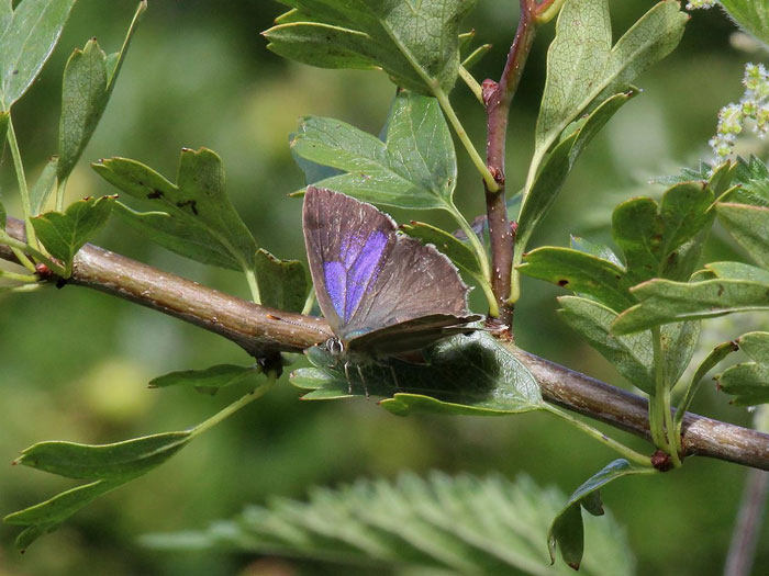 Purple Hairstreak