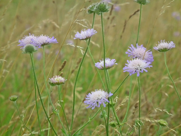 Field Scabious