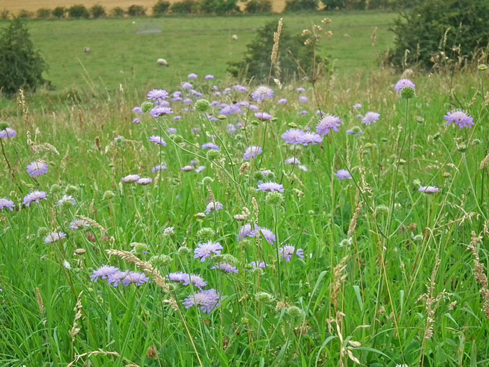 Field Scabious