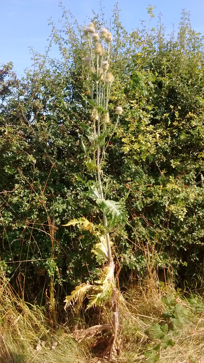 Cut-leaved Teasel
