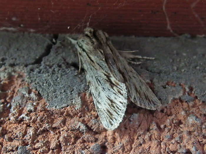 Sprawler
