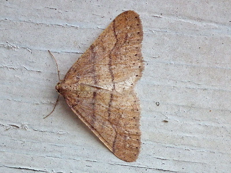 Dotted Border