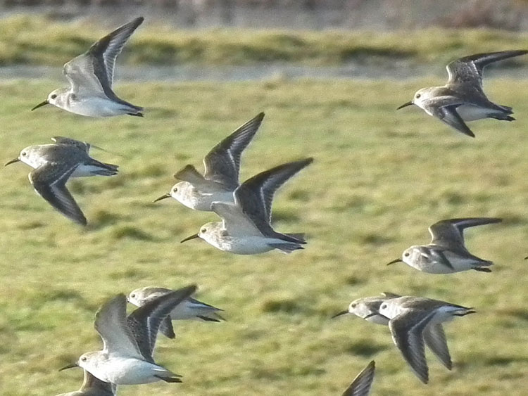 Dunlin