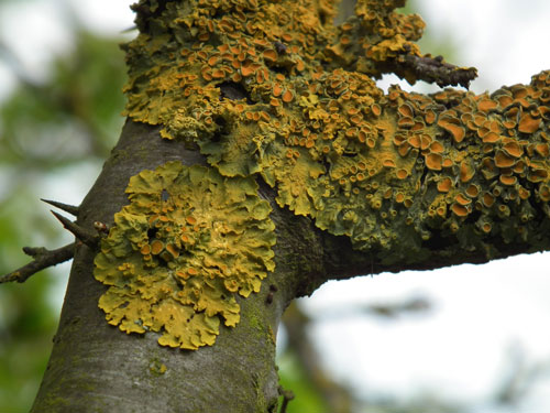 Xanthoria parietina - a yellow lichen