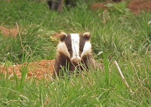 badger emerging from its sett