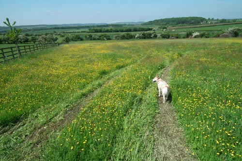 flowery meadow with dog and Rancliffe Wood in the diatance