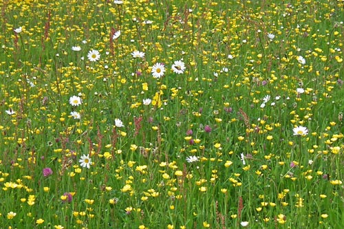 colourful floriferous field