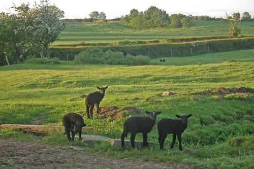 four black lambs in a field
