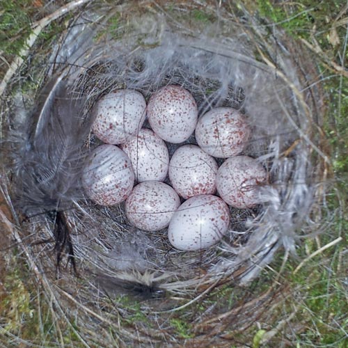 Blue Tit nest with eggs