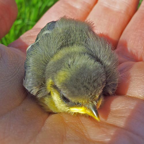 Blue Tit fledgling
