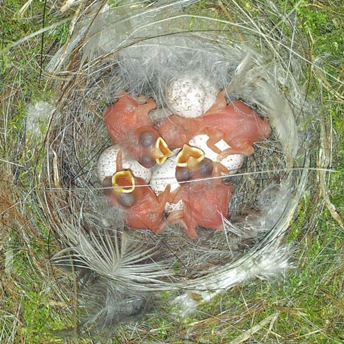 Blue Tit hatchlings (and eggs