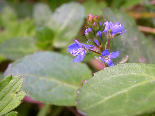 Photo of Brooklime