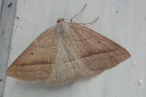 Brown Silver-line