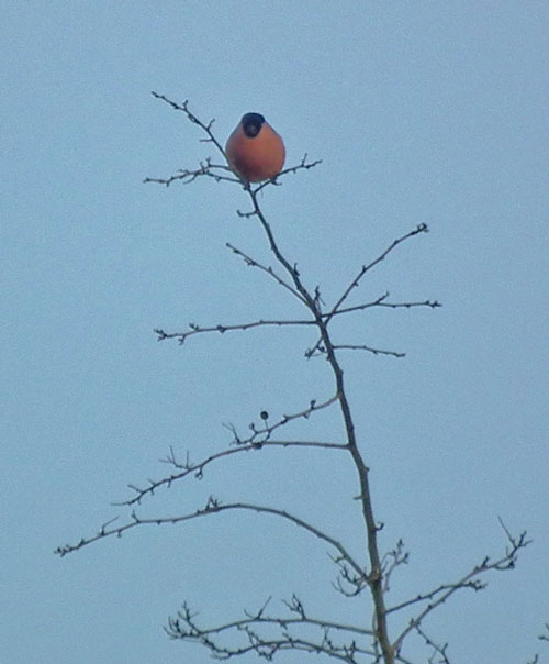 Photo of Bullfinch