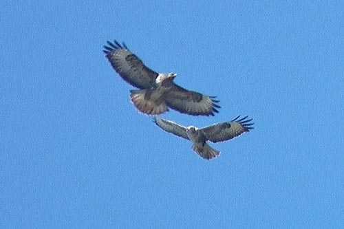 Buzzards