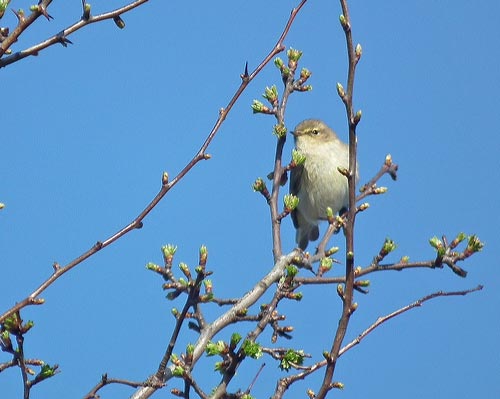 Chiffchaff