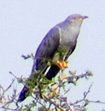 Photo of cuckoo