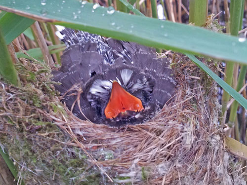 Photo of baby cuckoo in a reed warbler's nest.