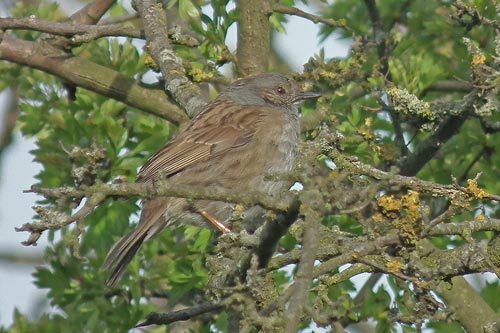 Dunnock