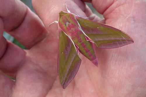 elephant hawkmoth