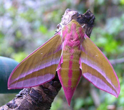 Elephant Hawkmoth