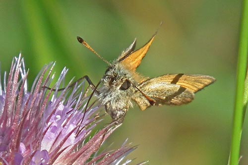 Essex Skipper