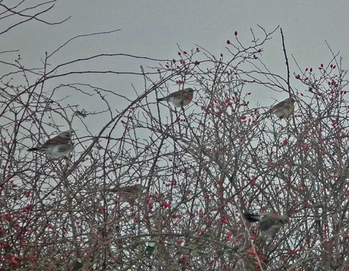 Photo of Fieldfares