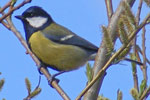 Photo of great tit