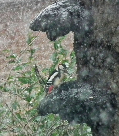 Photo of Great Spotted Woodpecker
