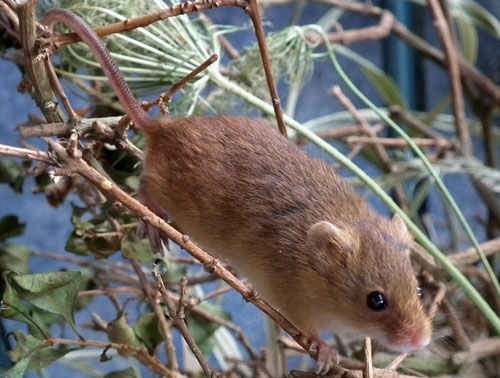 photo of harvestmouse