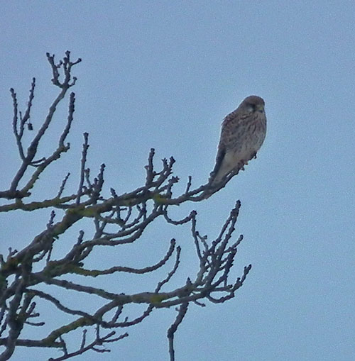 Photo of a Kestrel