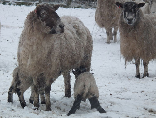 Some of Tim's sheep & lambs
