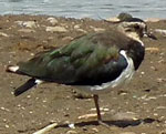 Photo of Lapwing