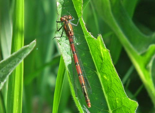 Large Red Damselfly