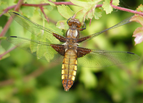 female broad-bodied chaser dragonfly