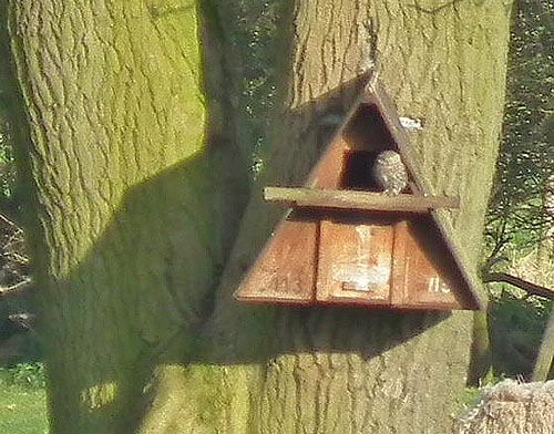 Little Owl with substantial cropping