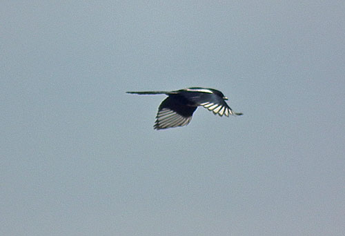 Magpie