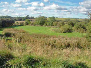 view of the meadow on a suuny day looking west