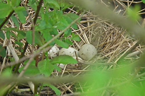 Moorhen nest and eggs