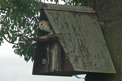 barn owl at box