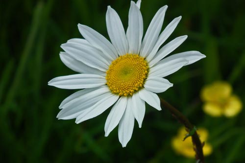ox-eye daisy inflorescence